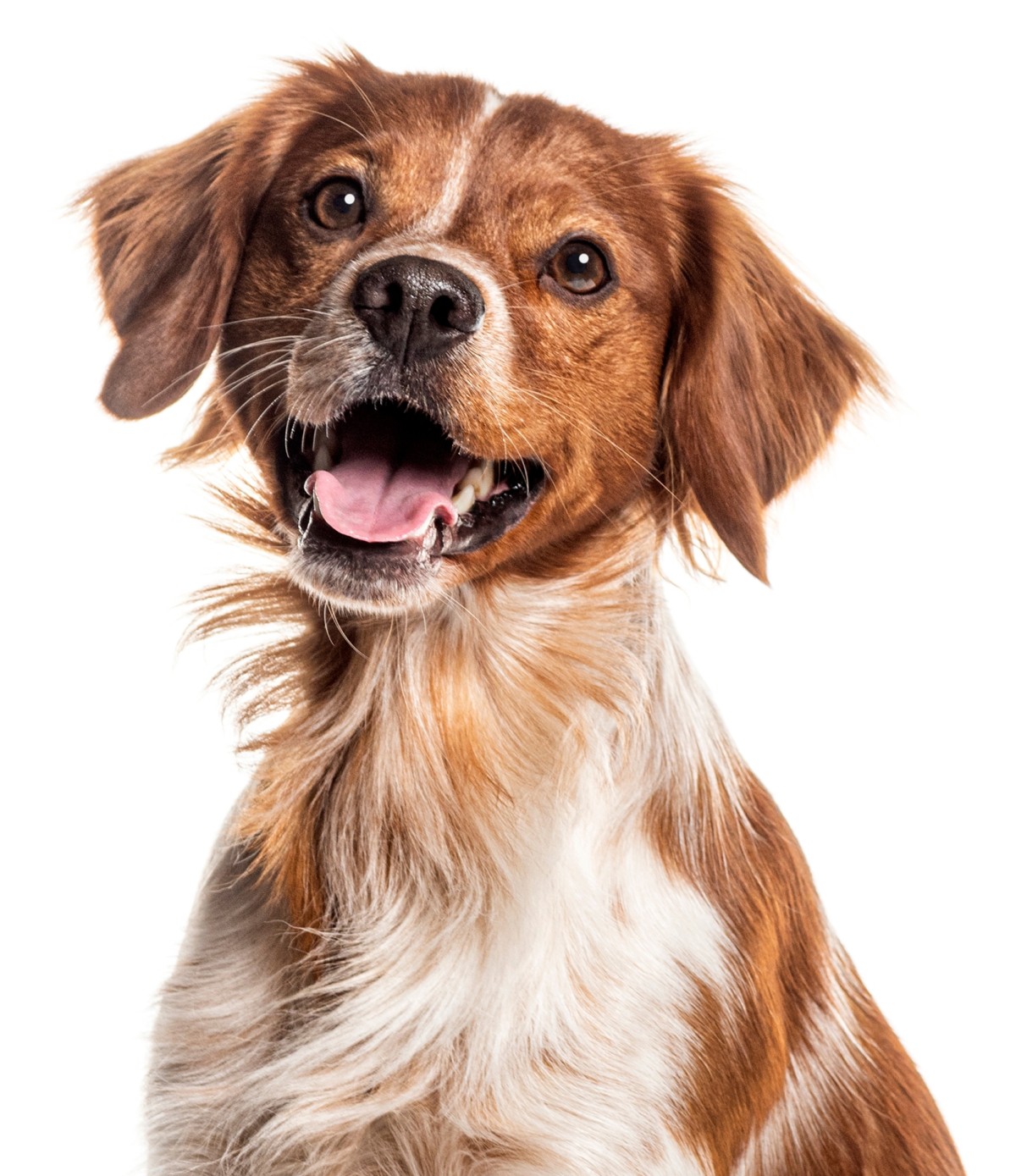 Image of a dog