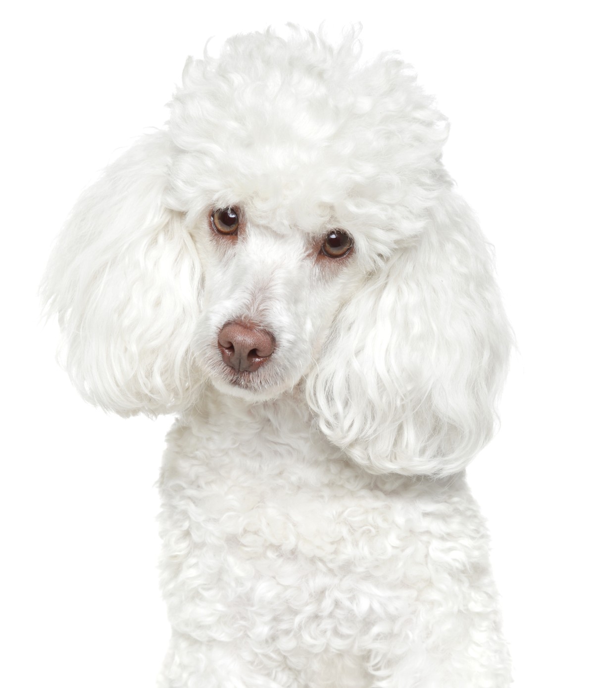 Image of a dog