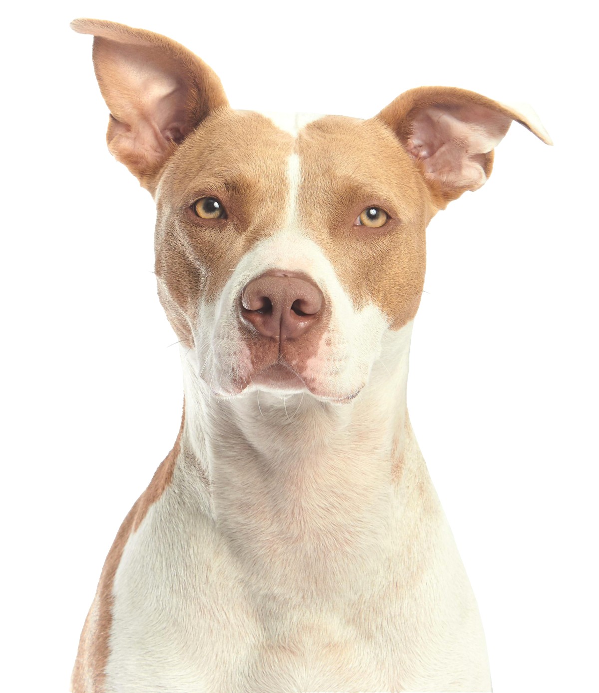 Image of a dog