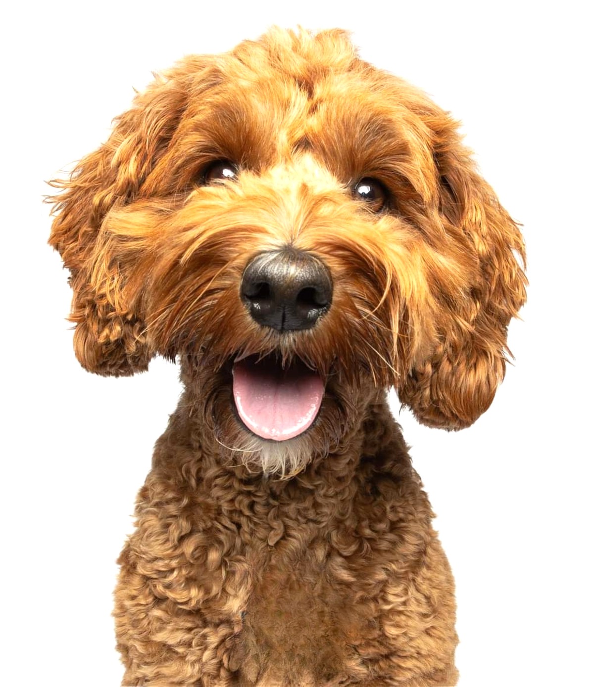 Image of a dog