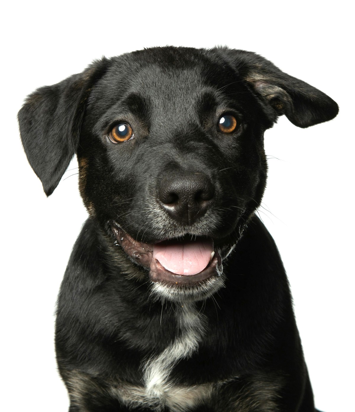 Image of a dog