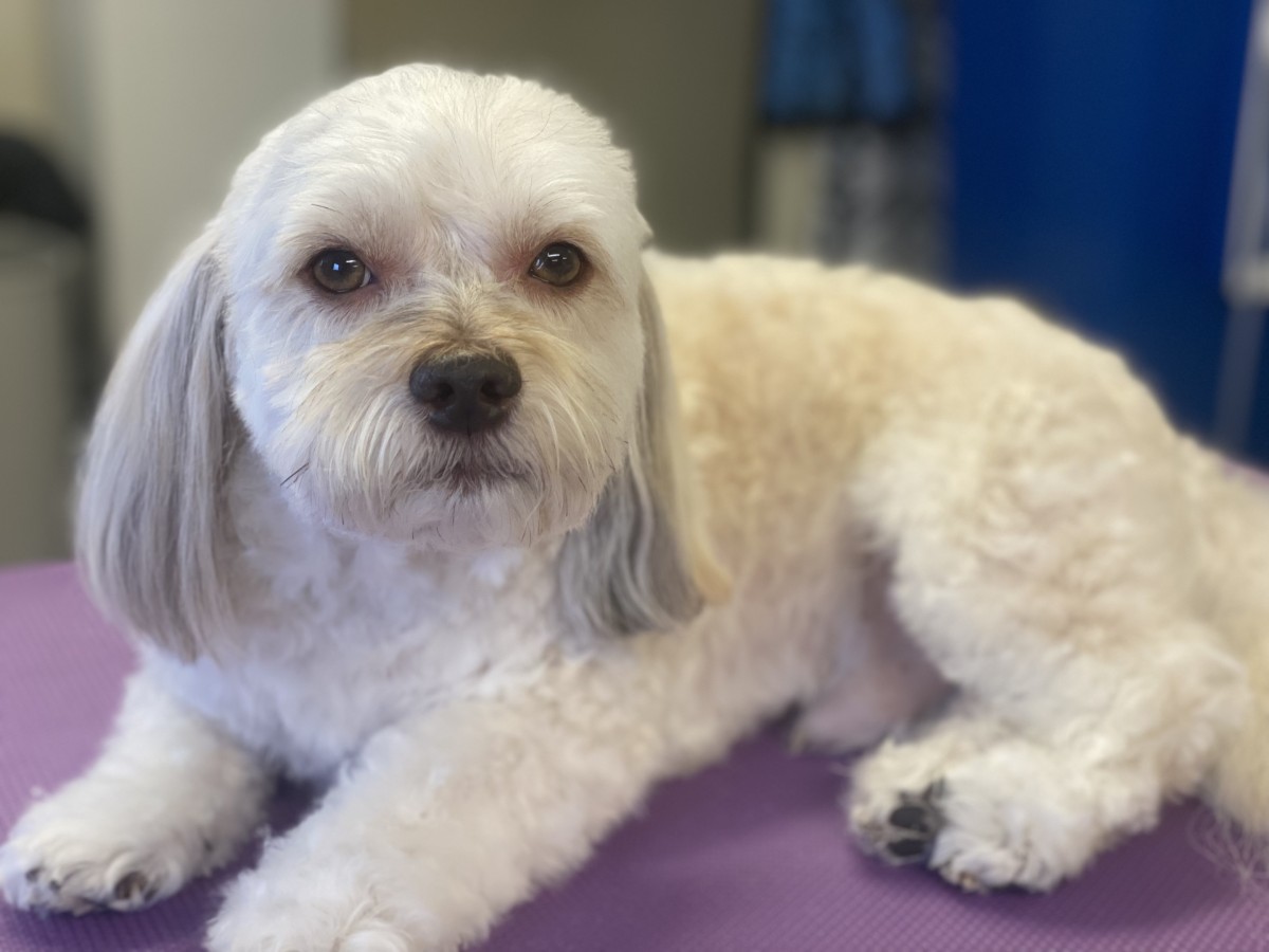 City and Guilds Level 2 Certificate of Technical Competence in Pet Sitting