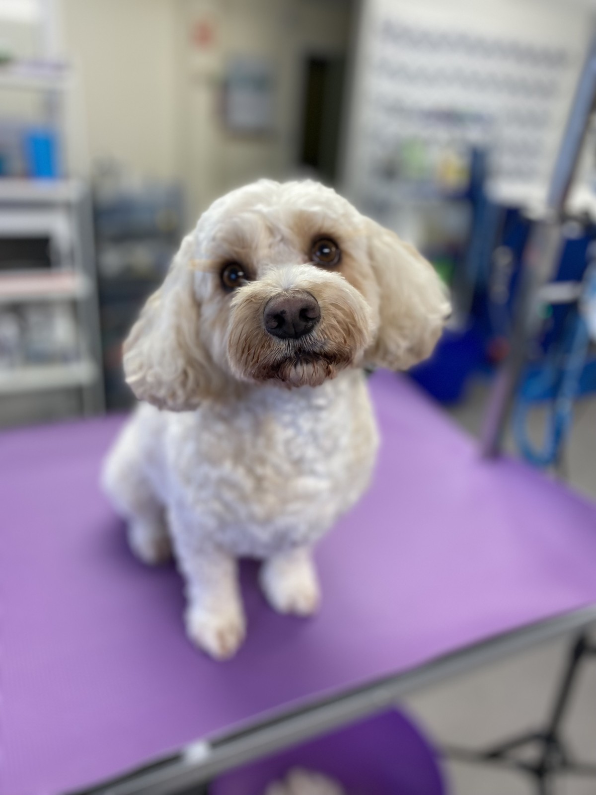 City and Guilds Level 2 Certificate of Technical Competence in Dog Walking